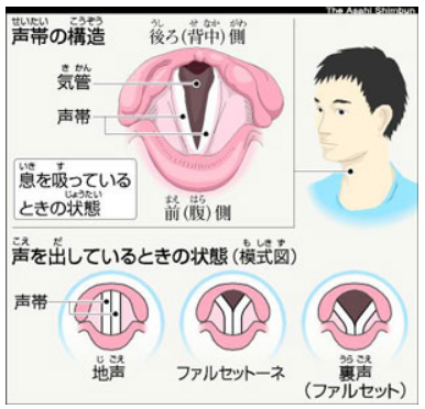 声帯の構造
